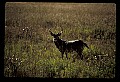 10065-00340-Whitetail Deer.jpg
