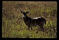 10065-00341-Whitetail Deer.jpg