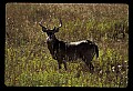 10065-00342-Whitetail Deer.jpg