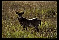10065-00343-Whitetail Deer.jpg