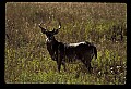 10065-00344-Whitetail Deer.jpg