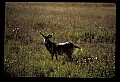 10065-00346-Whitetail Deer.jpg