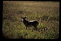 10065-00347-Whitetail Deer.jpg