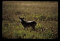 10065-00348-Whitetail Deer.jpg