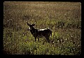 10065-00349-Whitetail Deer.jpg