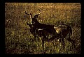 10065-00350-Whitetail Deer.jpg