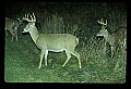 10065-00351-Whitetail Deer.jpg