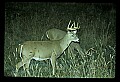 10065-00353-Whitetail Deer.jpg