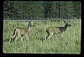 10065-00354-Whitetail Deer.jpg