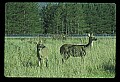 10065-00356-Whitetail Deer.jpg