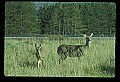 10065-00360-Whitetail Deer.jpg
