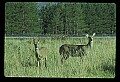 10065-00361-Whitetail Deer.jpg