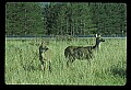 10065-00362-Whitetail Deer.jpg