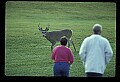 10065-00365-Whitetail Deer.jpg