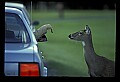 10065-00366-Whitetail Deer.jpg