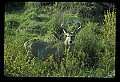 10065-00371-Whitetail Deer.jpg
