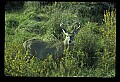 10065-00372-Whitetail Deer.jpg