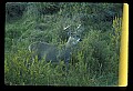 10065-00373-Whitetail Deer.jpg