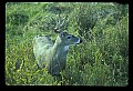 10065-00374-Whitetail Deer.jpg