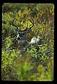 10065-00376-Whitetail Deer.jpg