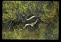 10065-00377-Whitetail Deer.jpg
