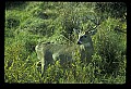 10065-00379-Whitetail Deer.jpg