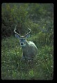 10065-00380-Whitetail Deer.jpg