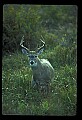 10065-00381-Whitetail Deer.jpg