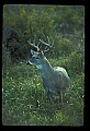 10065-00382-Whitetail Deer.jpg
