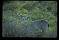 10065-00383-Whitetail Deer.jpg