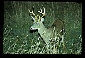 10065-00384-Whitetail Deer.jpg
