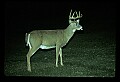 10065-00386-Whitetail Deer.jpg
