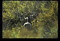 10065-00387-Whitetail Deer.jpg