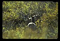10065-00388-Whitetail Deer.jpg