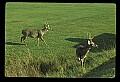 10065-00389-Whitetail Deer.jpg