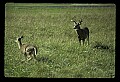 10065-00390-Whitetail Deer.jpg