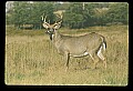 10065-00391-Whitetail Deer.jpg