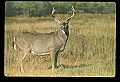 10065-00392-Whitetail Deer.jpg