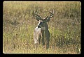 10065-00393-Whitetail Deer.jpg