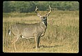 10065-00394-Whitetail Deer.jpg