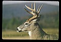 10065-00395-Whitetail Deer.jpg