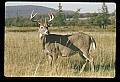 10065-00396-Whitetail Deer.jpg