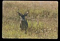 10065-00397-Whitetail Deer.jpg