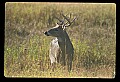 10065-00398-Whitetail Deer.jpg