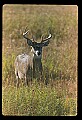 10065-00399-Whitetail Deer.jpg