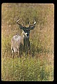 10065-00401-Whitetail Deer.jpg