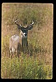 10065-00402-Whitetail Deer.jpg