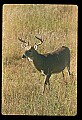 10065-00403-Whitetail Deer.jpg