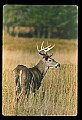 10065-00404-Whitetail Deer.jpg