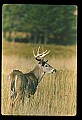 10065-00405-Whitetail Deer.jpg